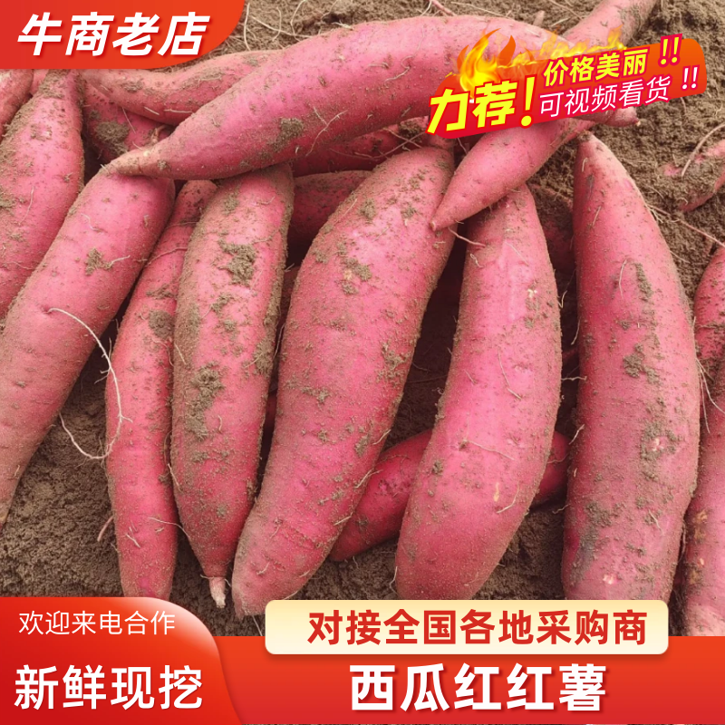 【电商的爱】红薯精品西瓜红一手货源发全国价格低质量好