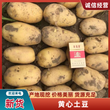【荐】黄心土豆土豆马铃薯保质保量一手货源价格低