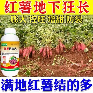 红薯控旺膨大素地下根茎专用地下猛长增产氨基酸叶面肥膨大剂