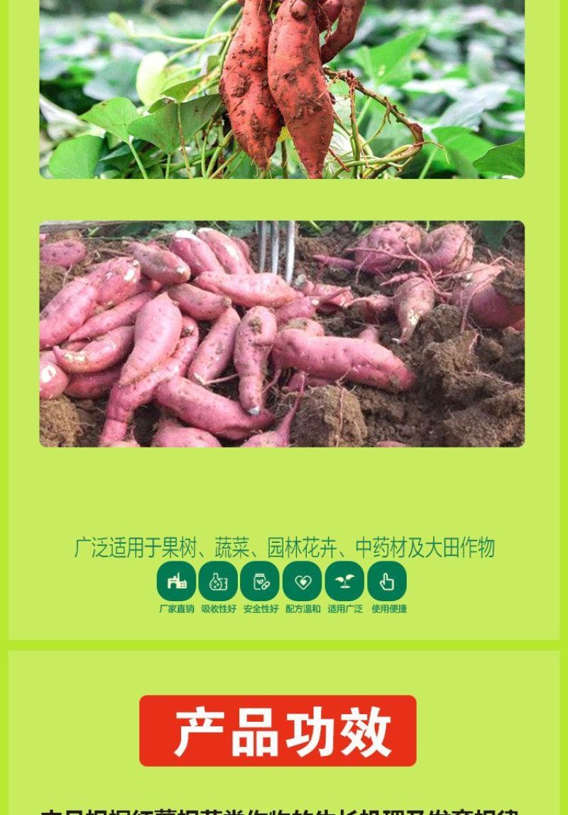 红薯控旺膨大素地下根茎专用地下猛长增产氨基酸叶面肥膨大剂