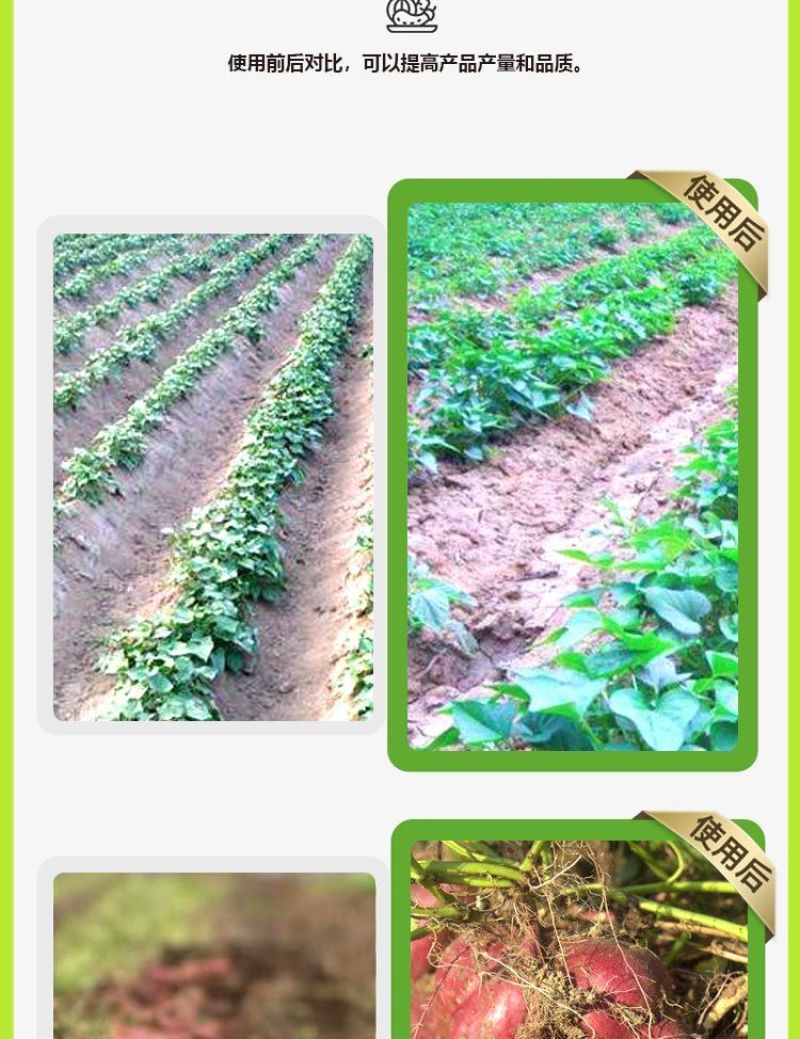 红薯控旺膨大素地下根茎专用地下猛长增产氨基酸叶面肥膨大剂