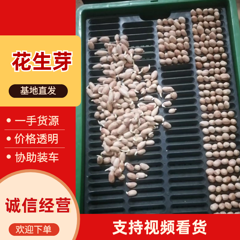 花生芽产地直发真空包装也有欢迎详情联系