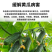 黄瓜病菌清病全治专用药耕农人病毒害农用全治速青净剂正品
