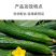 黄瓜病菌清病全治专用药耕农人病毒害农用全治速青净剂正品