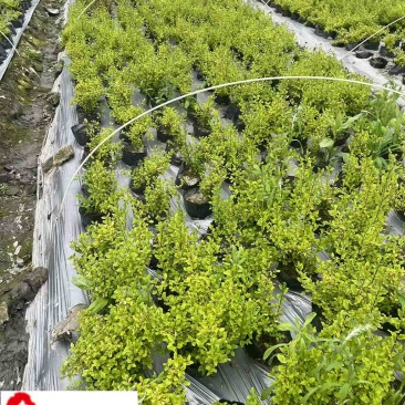 成都亮晶女贞杯苗批发亮晶女贞双色板价格基地直销