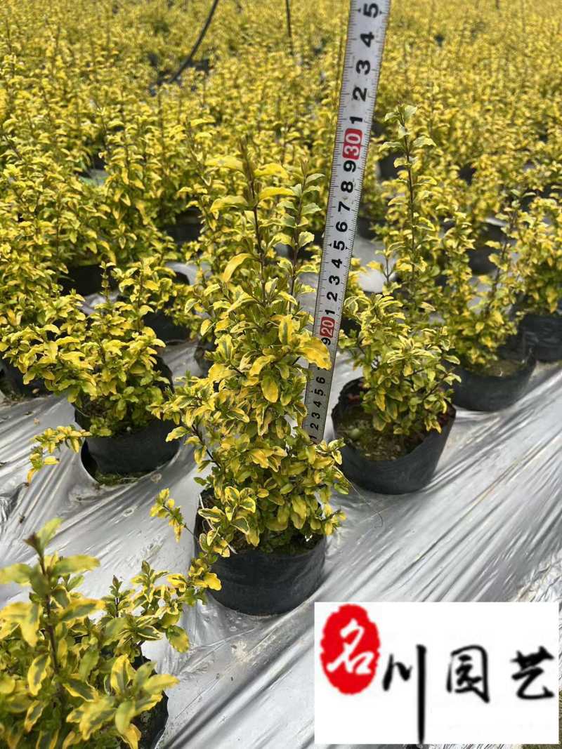 成都亮晶女贞杯苗批发亮晶女贞双色板价格基地直销