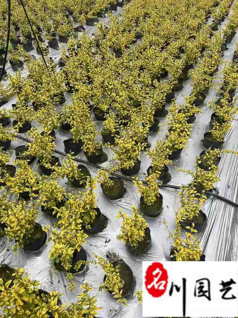 成都亮晶女贞杯苗批发亮晶女贞双色板价格基地直销