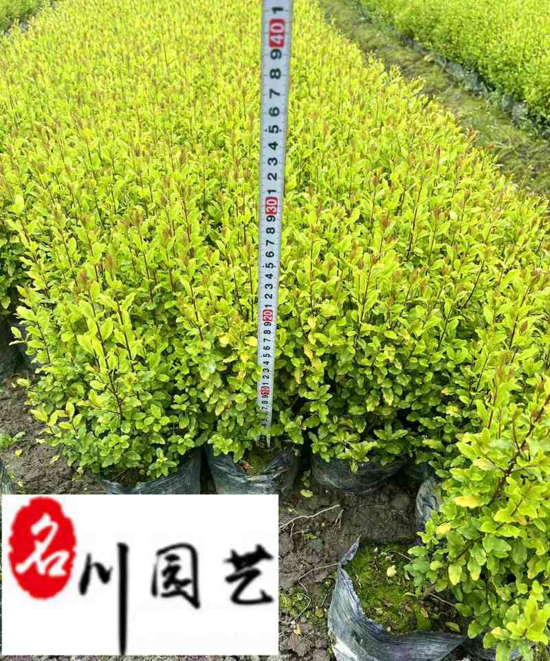 成都亮晶女贞杯苗批发亮晶女贞双色板价格基地直销