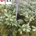 四川海桐工程苗批发25-50海桐杯苗价格工程绿化苗