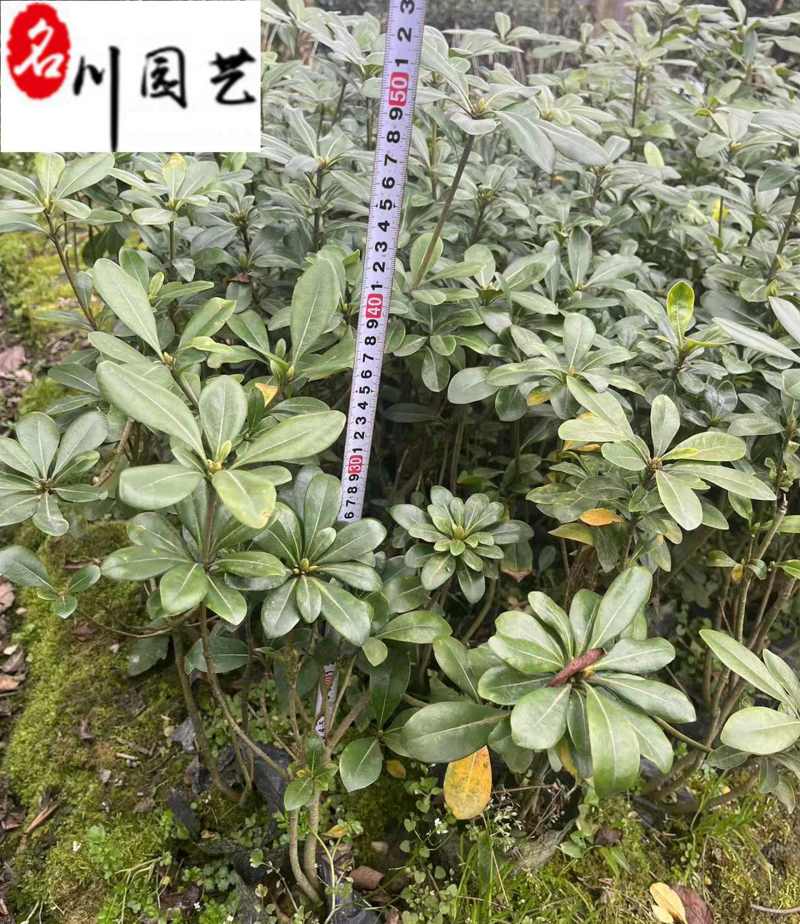 四川海桐工程苗批发25-50海桐杯苗价格工程绿化苗