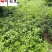 四川海桐工程苗批发25-50海桐杯苗价格工程绿化苗