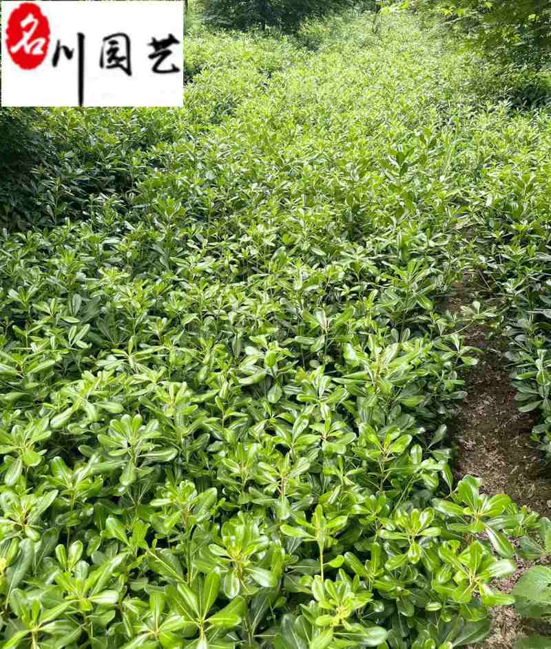 四川海桐工程苗批发25-50海桐杯苗价格工程绿化苗
