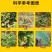 黄枯原粉复合微生物菌剂农用新型杀菌剂叶面肥枯萎立枯炭疽