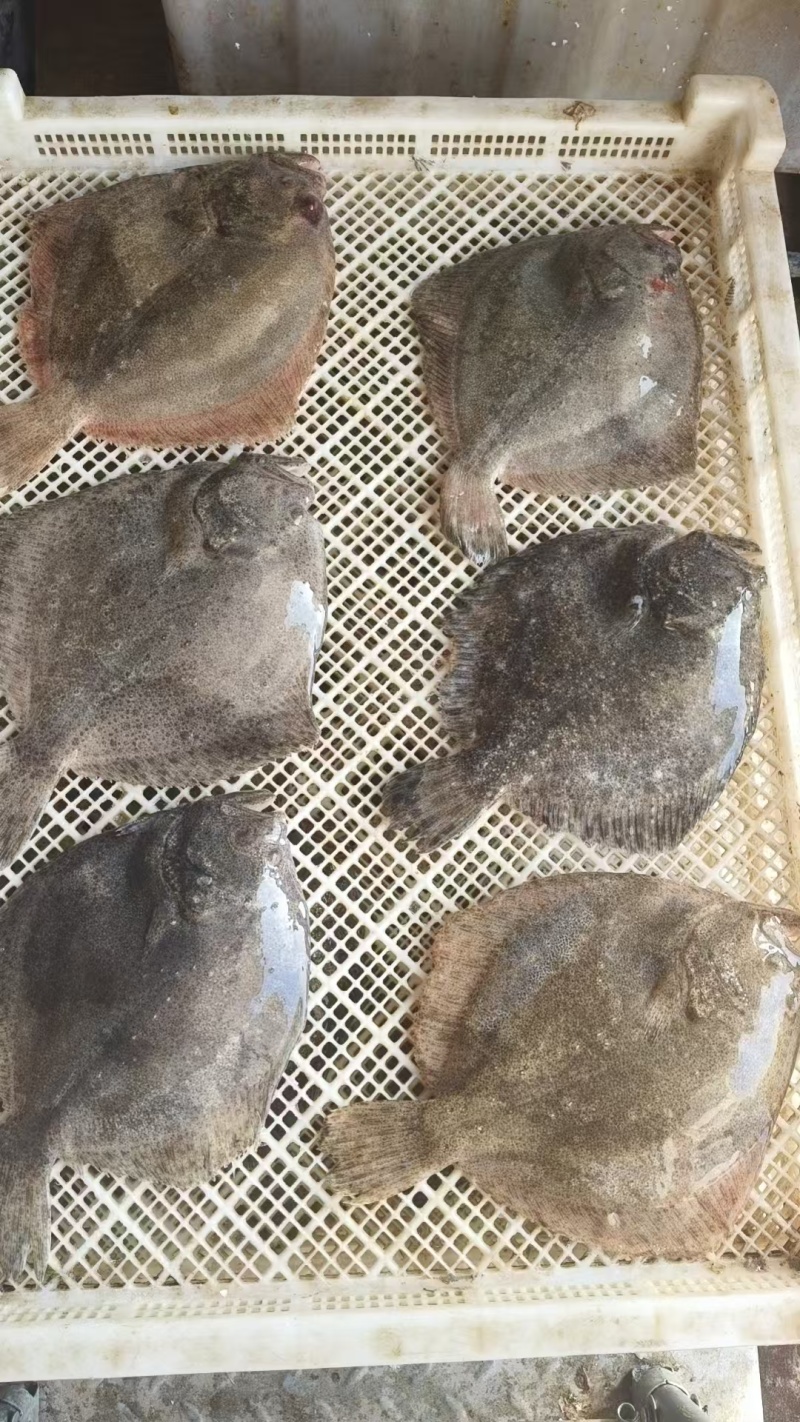 三去多宝鱼优选货源经验丰富冷链运输成活率高按需求分拣打包