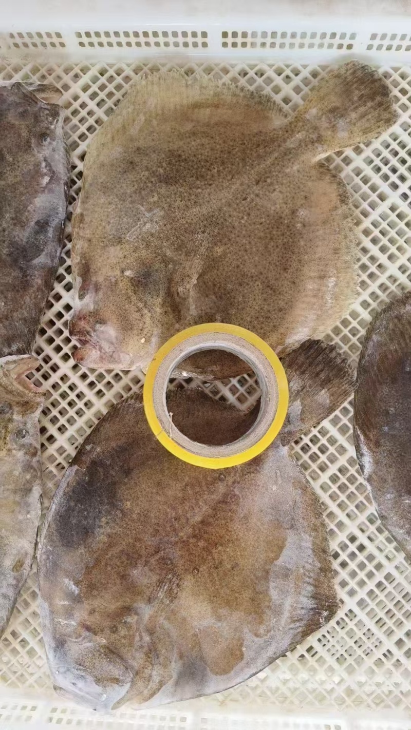 三去多宝鱼优选货源经验丰富冷链运输成活率高按需求分拣打包
