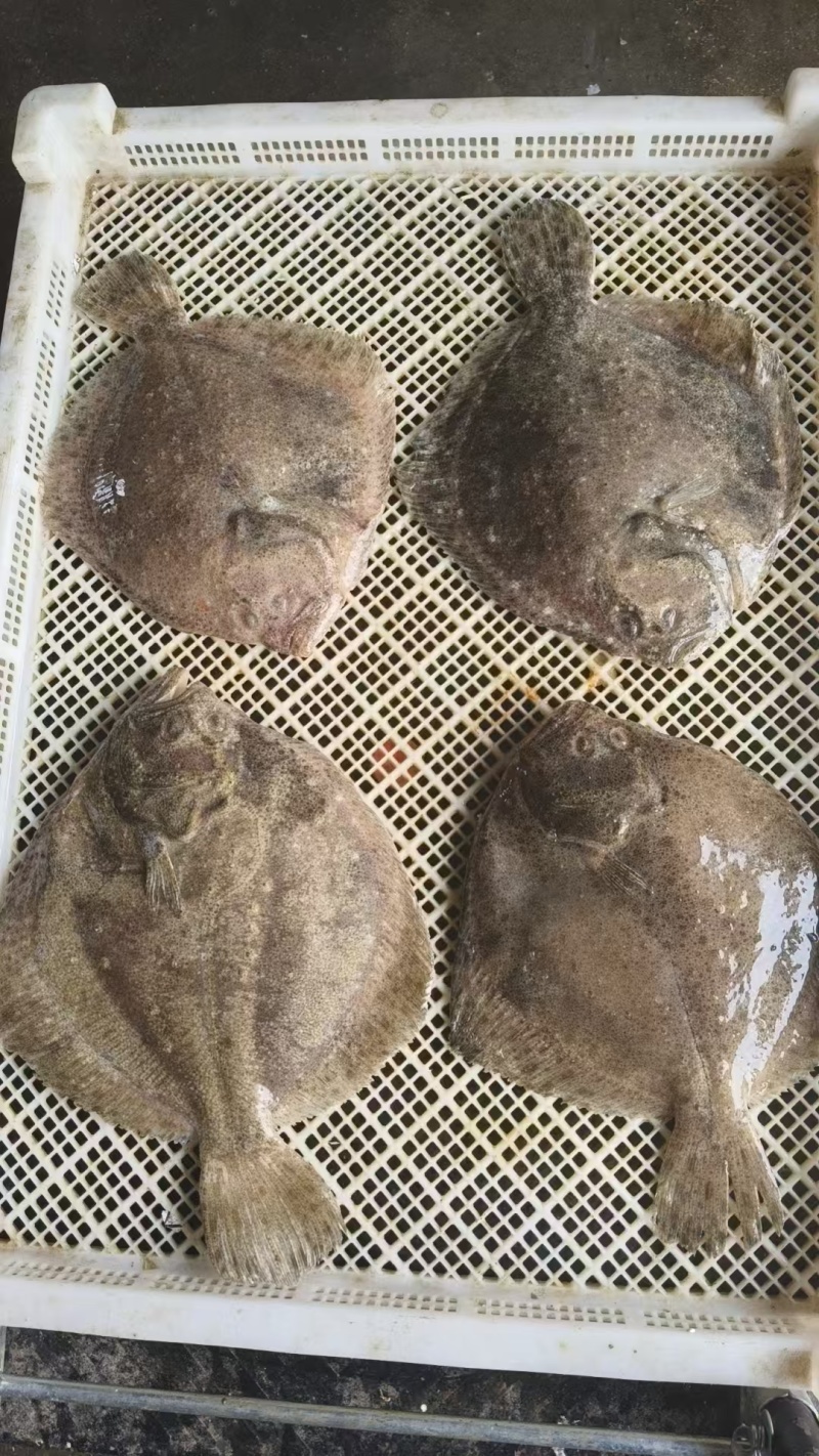 三去多宝鱼优选货源经验丰富冷链运输成活率高按需求分拣打包