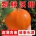 广西沃柑/电商货/大量供应/产地代办/欢迎采购咨询