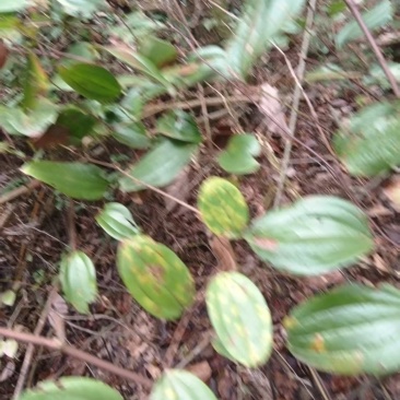 菝葜新鲜野生金刚藤根，产地直销规格齐全，可视频看货代发全国