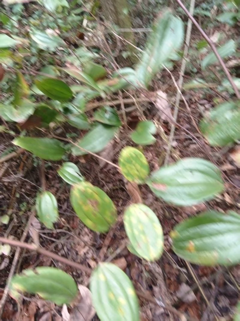 菝葜新鲜野生金刚藤根，产地直销规格齐全，可视频看货代发全国