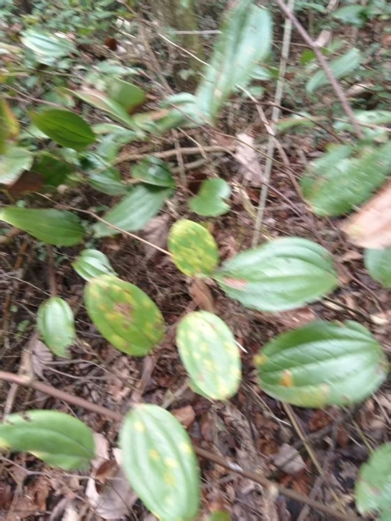 菝葜新鲜野生金刚藤根，产地直销规格齐全，可视频看货代发全国