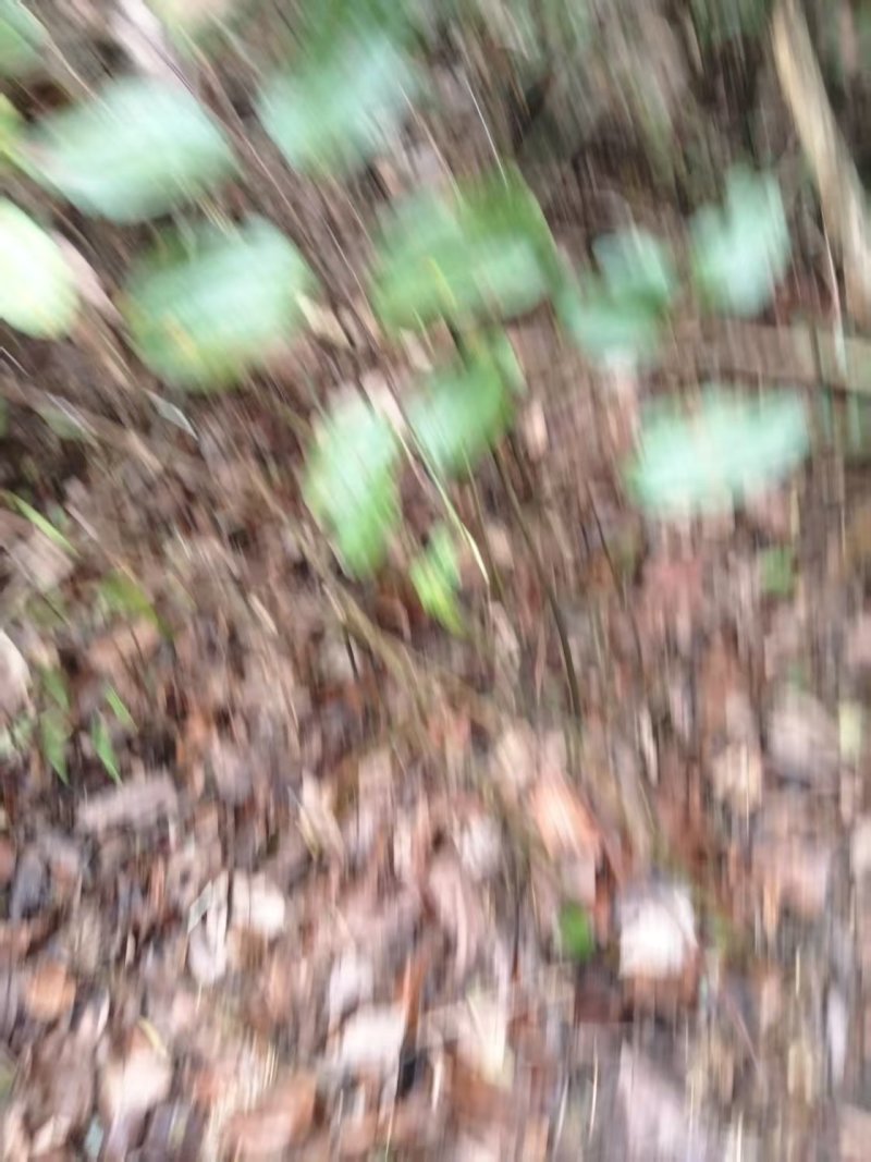 菝葜新鲜野生金刚藤根，产地直销规格齐全，可视频看货代发全国