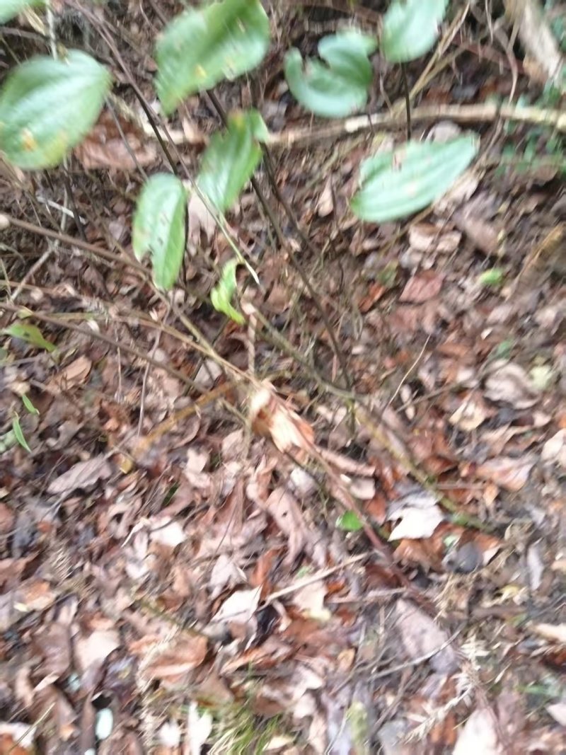 菝葜新鲜野生金刚藤根，产地直销规格齐全，可视频看货代发全国