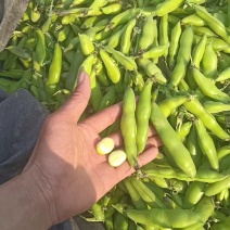 精品蚕豆，品质保证，价格优惠，产地直发，诚信经营