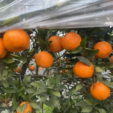 【精品】晚芦芦柑四川眉山大量上市新鲜采摘对接全国客商