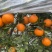 【精品】晚芦芦柑四川眉山大量上市新鲜采摘对接全国客商