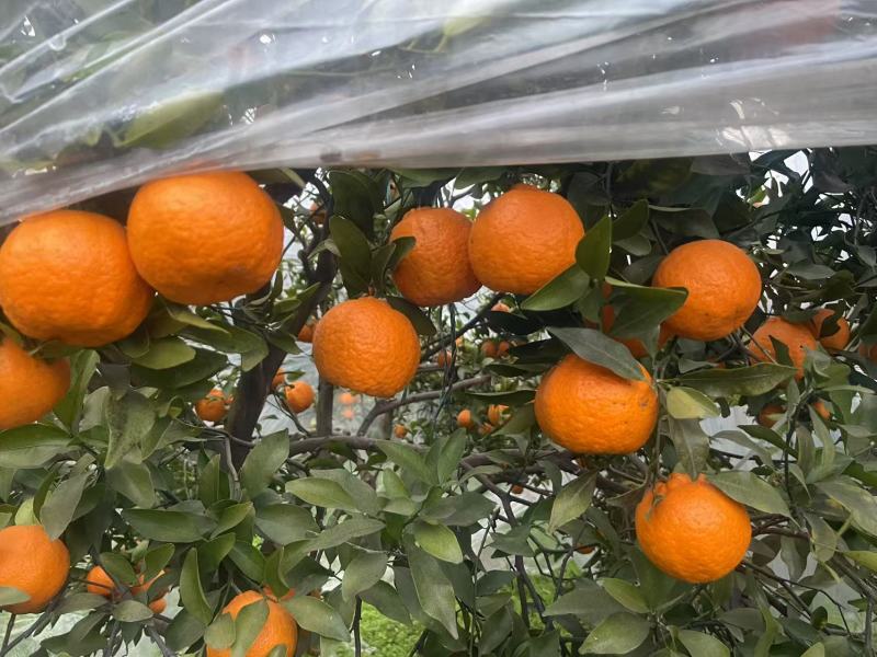 【精品】晚芦芦柑四川眉山大量上市新鲜采摘对接全国客商