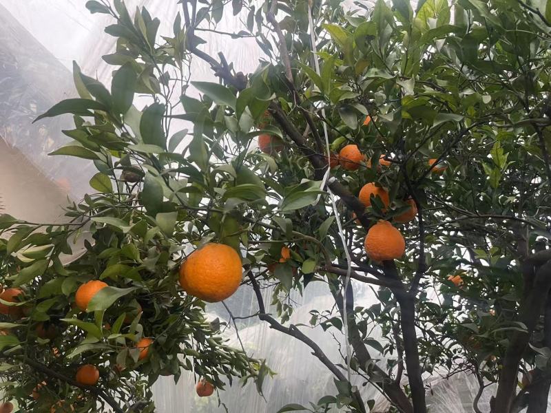 【精品】晚芦芦柑四川眉山大量上市新鲜采摘对接全国客商