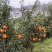 【精品】晚芦芦柑四川眉山大量上市新鲜采摘对接全国客商