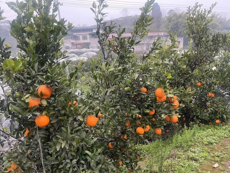 【精品】晚芦芦柑四川眉山大量上市新鲜采摘对接全国客商