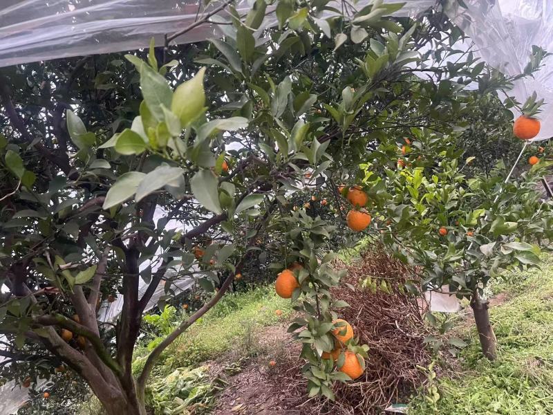 【精品】晚芦芦柑四川眉山大量上市新鲜采摘对接全国客商