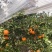 【精品】晚芦芦柑四川眉山大量上市新鲜采摘对接全国客商