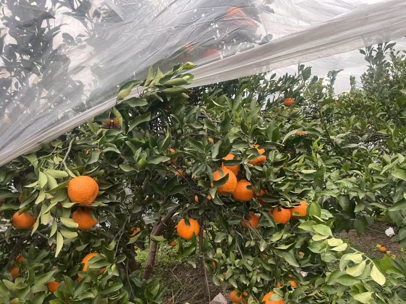 【精品】晚芦芦柑四川眉山大量上市新鲜采摘对接全国客商