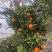 【精品】晚芦芦柑四川眉山大量上市新鲜采摘对接全国客商