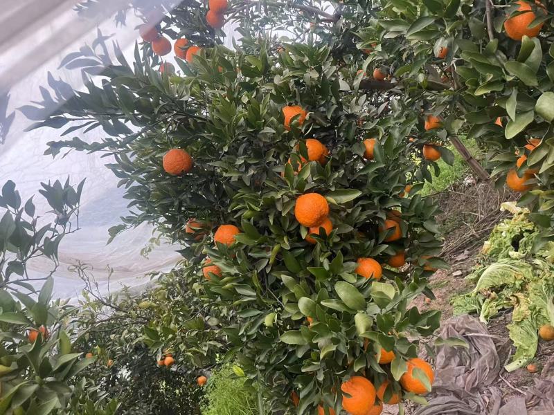 【精品】晚芦芦柑四川眉山大量上市新鲜采摘对接全国客商