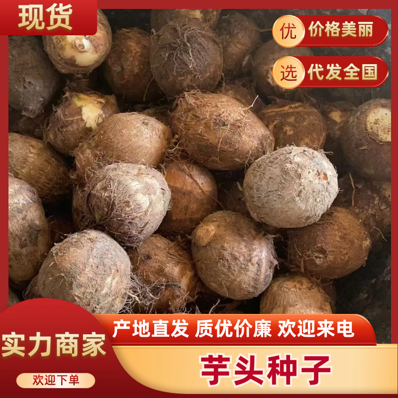 {实力}山东8520芋头种子