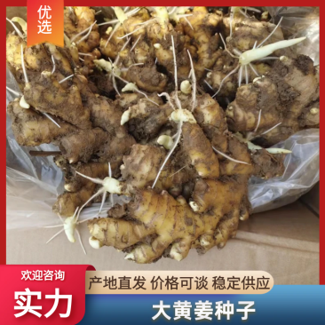 {推荐}产地直发，存活率高，提供技术支持，欢迎来电