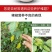 辣椒增产肥料保花保果保叶三不落膨大拉直素灵增长辣椒专用