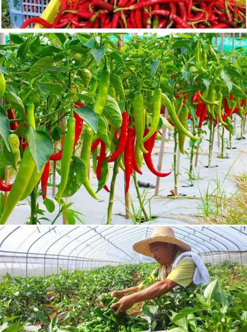 辣椒增产肥料保花保果保叶三不落膨大拉直素灵增长辣椒专用