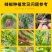 辣椒疫病清辣椒病毒病专用药杀菌剂霉炭疽黄卷叶枯萎根腐
