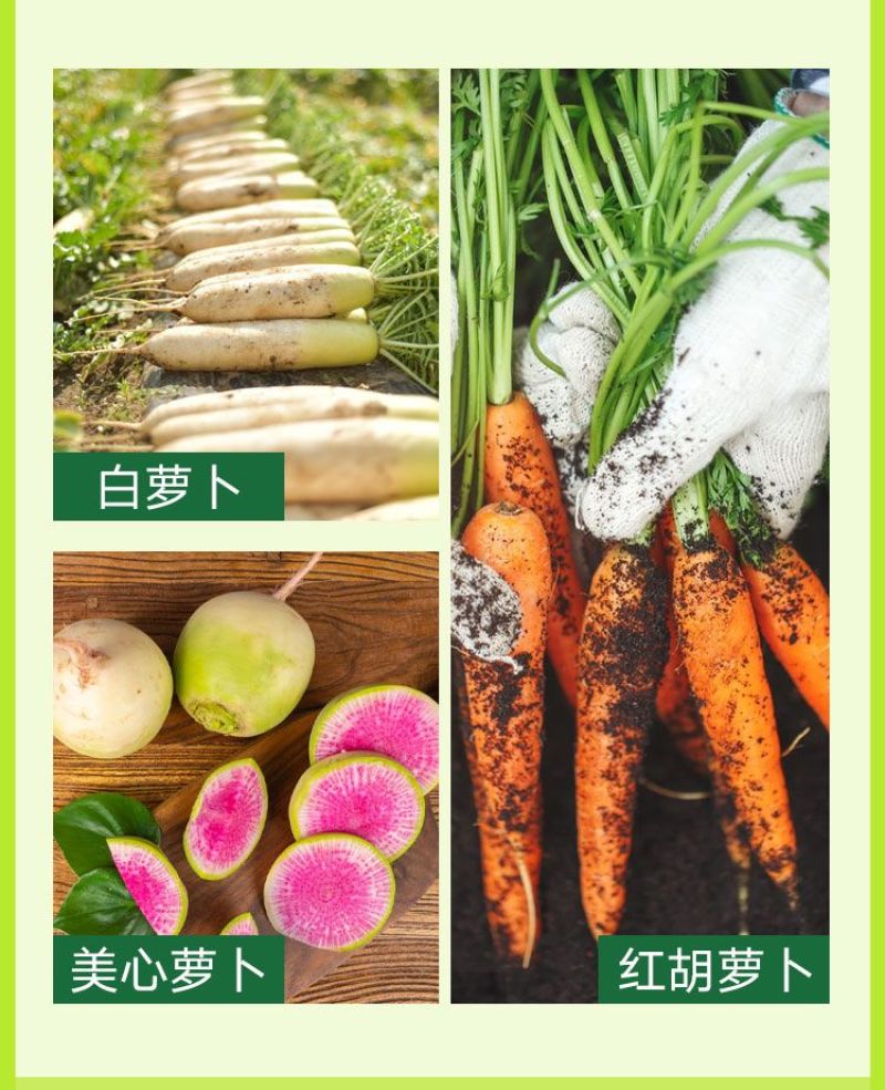 萝卜脆甜大膨大素壮根壮苗防裂果增产抗病肥料促下控上萝卜专