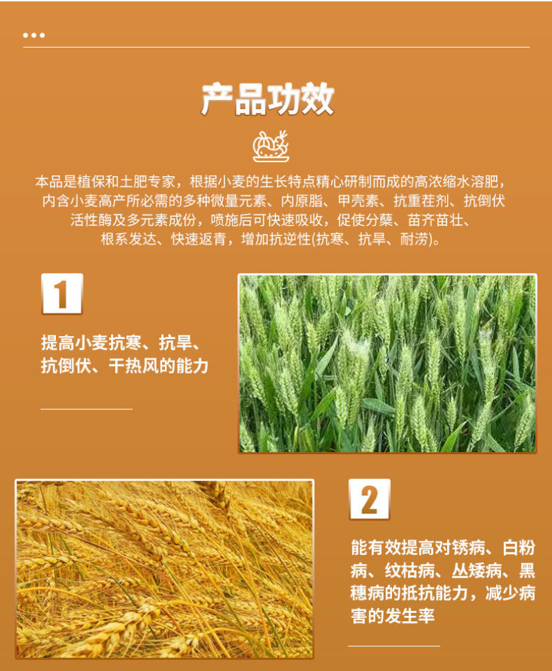 麦黄金小麦高产专用叶面肥增产颗粒大抗倒伏分蘖宝正品水溶肥
