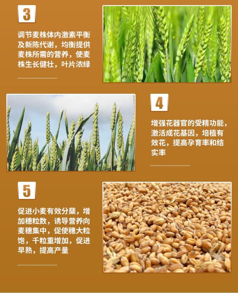 麦黄金小麦高产专用叶面肥增产颗粒大抗倒伏分蘖宝正品水溶肥