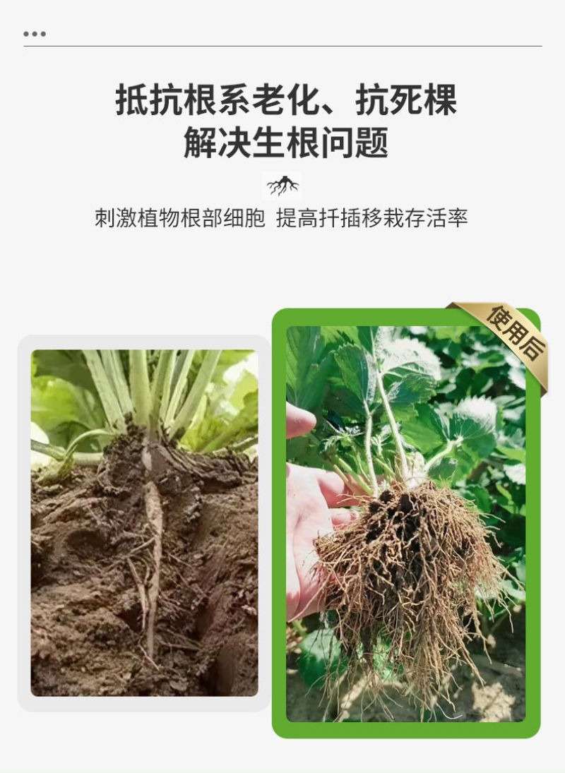 猛生根原液强力生根壮苗剂生根粉液移栽扦插果树花卉通用促生