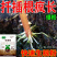 强力生根粉微生物肥生根壮苗改善土壤扦插移栽生根剂通用水溶