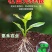 强力生根粉微生物肥生根壮苗改善土壤扦插移栽生根剂通用水溶