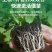 强力生根粉微生物肥生根壮苗改善土壤扦插移栽生根剂通用水溶